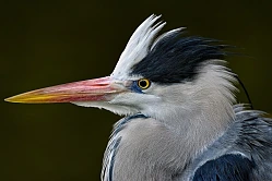 Intro Image of Grey Heron